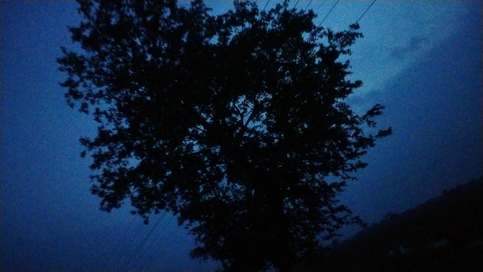 night tree